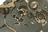 Polished Ammonite (Promicroceras) Slab - Marston Magna Marble #211313-1